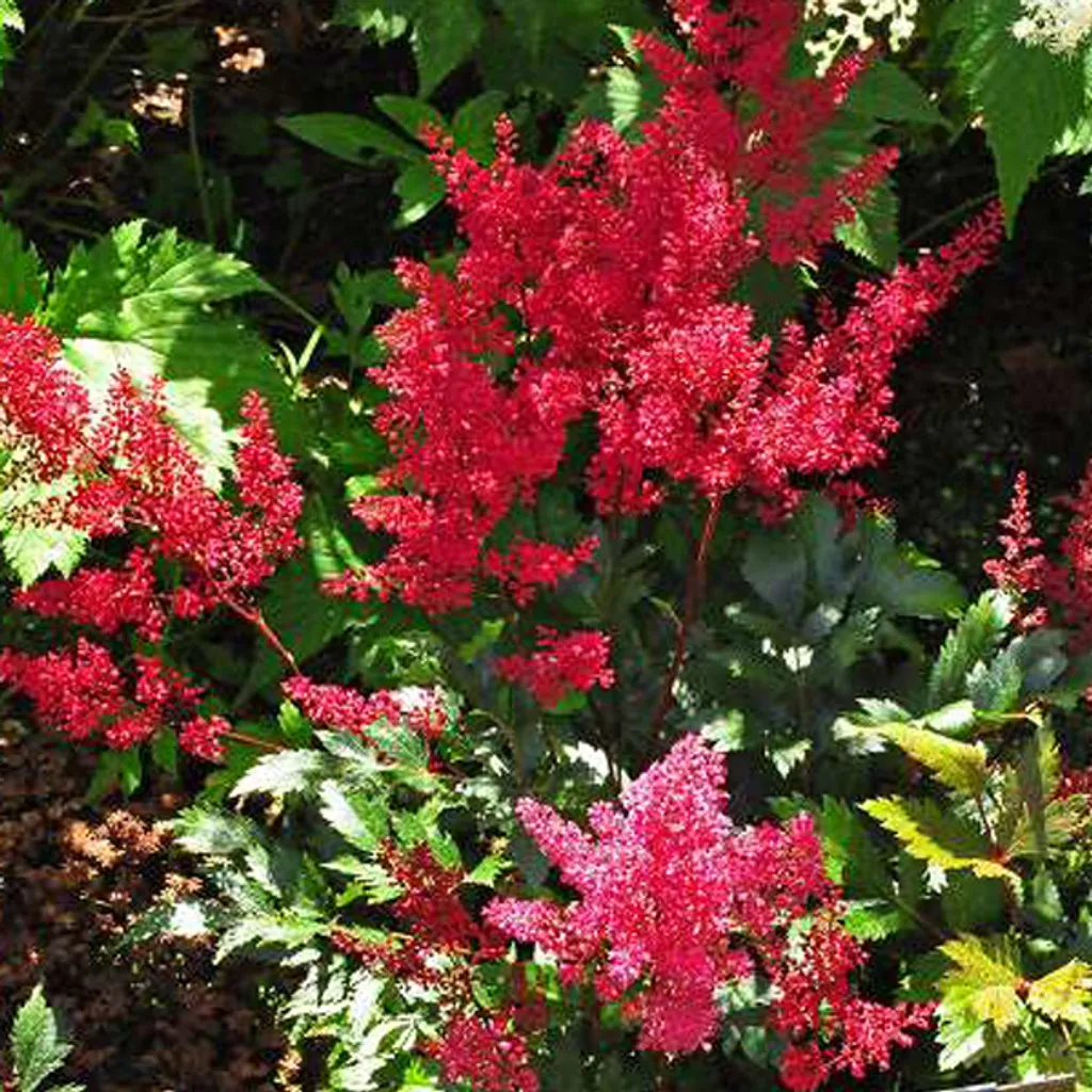 Astilbe Red Sentinel - Set 6 Piante Qualità Vivaio - Vaso 9x9 cm