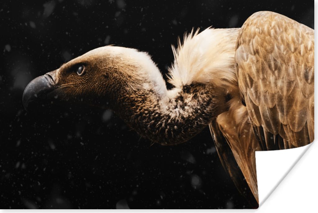 MuchoWow® Poster Geier - Vogel - Tiere 120x80 cm - Bilder Produktbild 