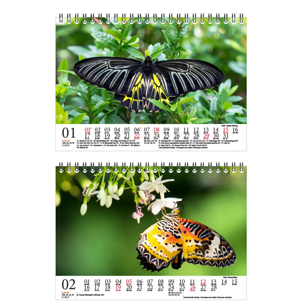 Schmetterlingszauber für Groß und Klein: Kostenlose Ausmalbilder zum Entspannen und Kreativwerden