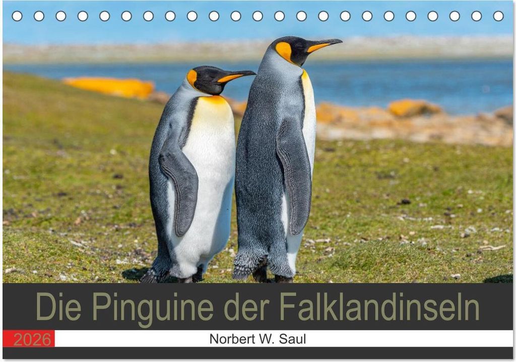 Die Pinguine der FalklanSteckanschlussln (Tischkalender 2026 DIN A5 quer), CALVENDO Monatskalender