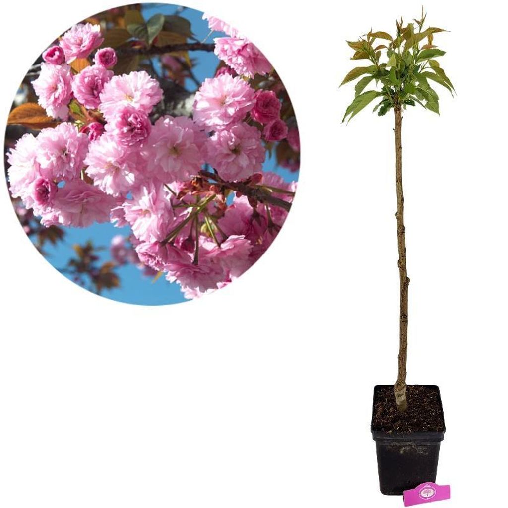 Prunus serrulata 'Kanzan', Japanische Zierkirsche, Höhe 100cm, 5 Liter Topf
