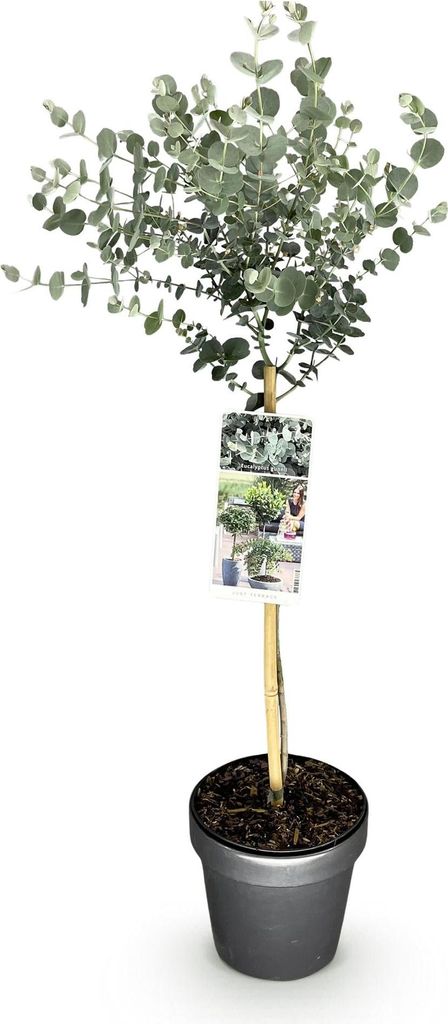 Eukalyptus Eucalyptus gunnii Azura  – 19 cm – výška cca 90 Obrázok produktu 