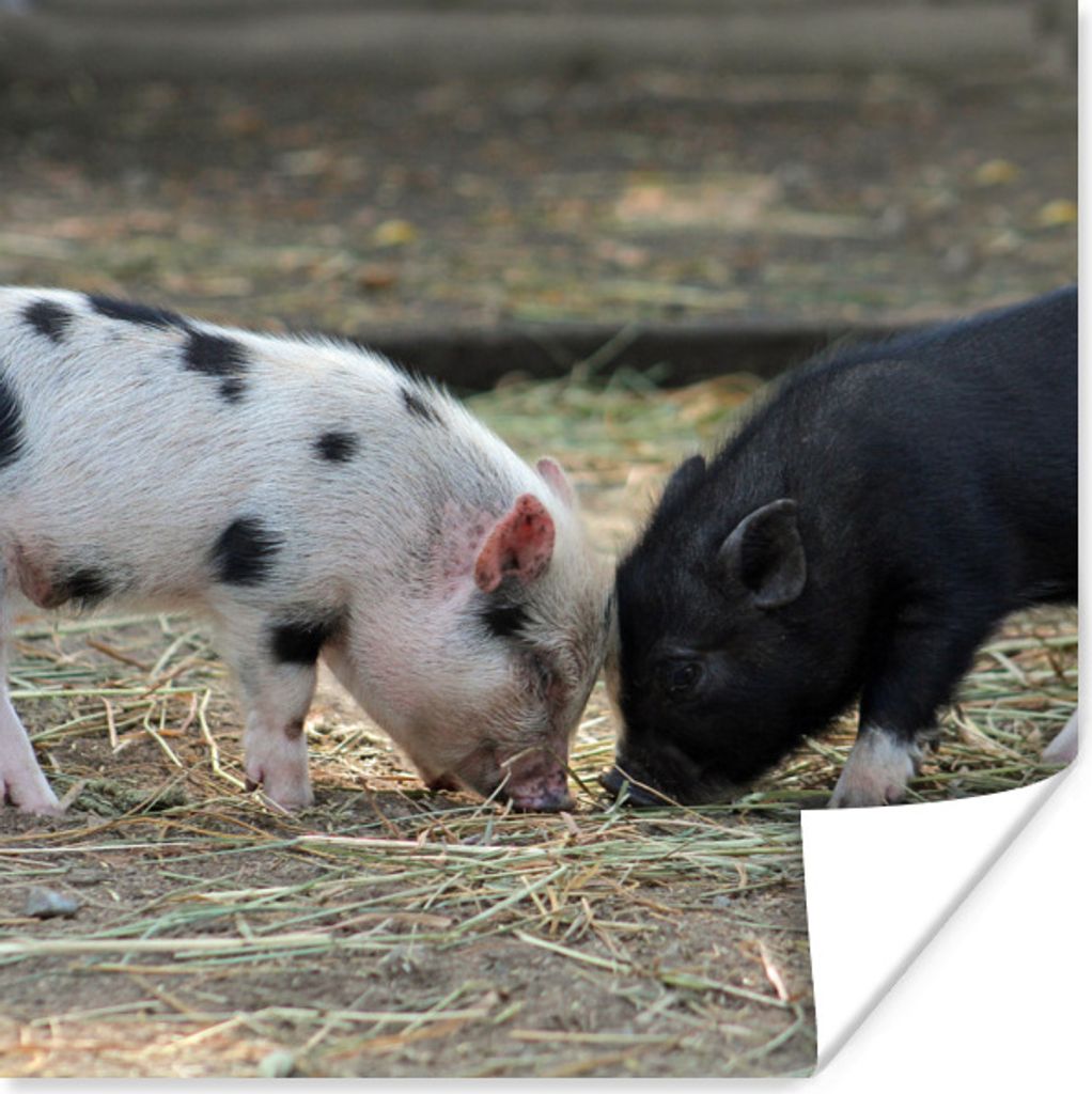 MuchoWow Poster Schweine - Ferkel - Stroh 100x100 cm - Babyzimmer