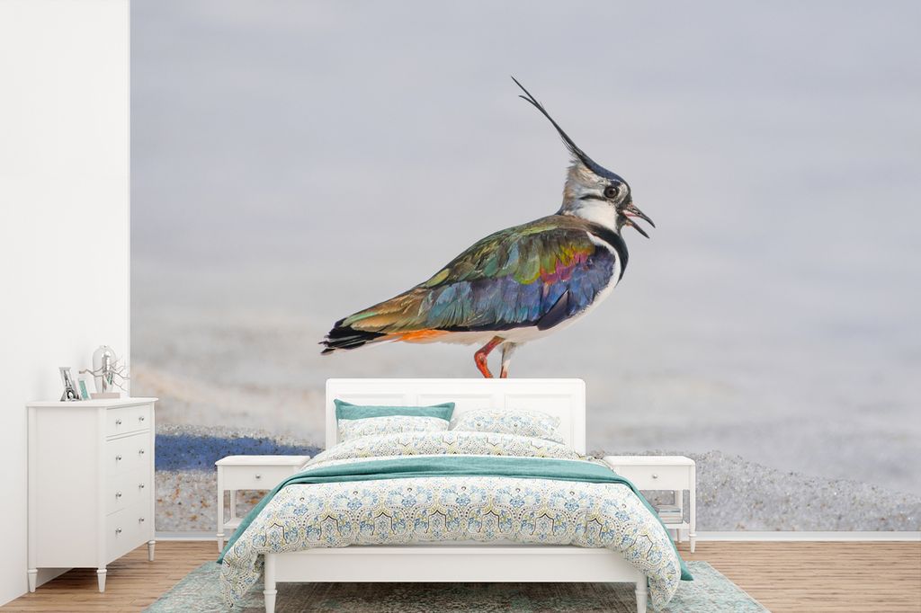 MuchoWow Fototapete für Wohnzimmer oder Schlafzimmer Wandtapete Vinyl Motivtapete Vogel - Tiere - Sand - Kiebitz - 360x240 cm - Vinyl-Tapete