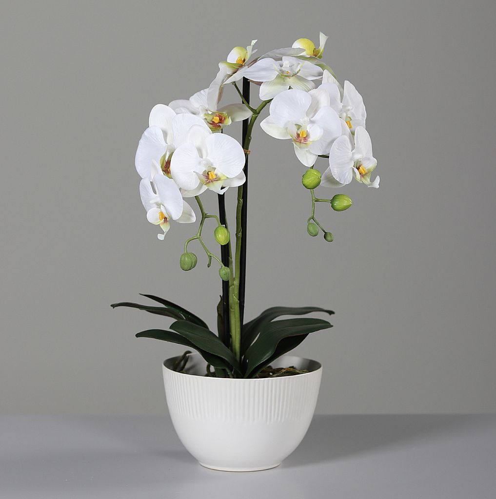 künstliche Orchidee REAL TOUCH weiß in Keramiktopf H. 48cm DPI Kunstblumen