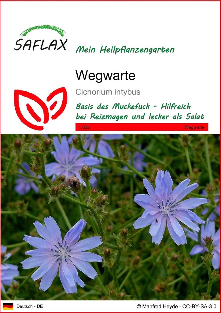 SAFLAX - Wegwarte - Cichorium intybus - 250 Samen Produktbild 