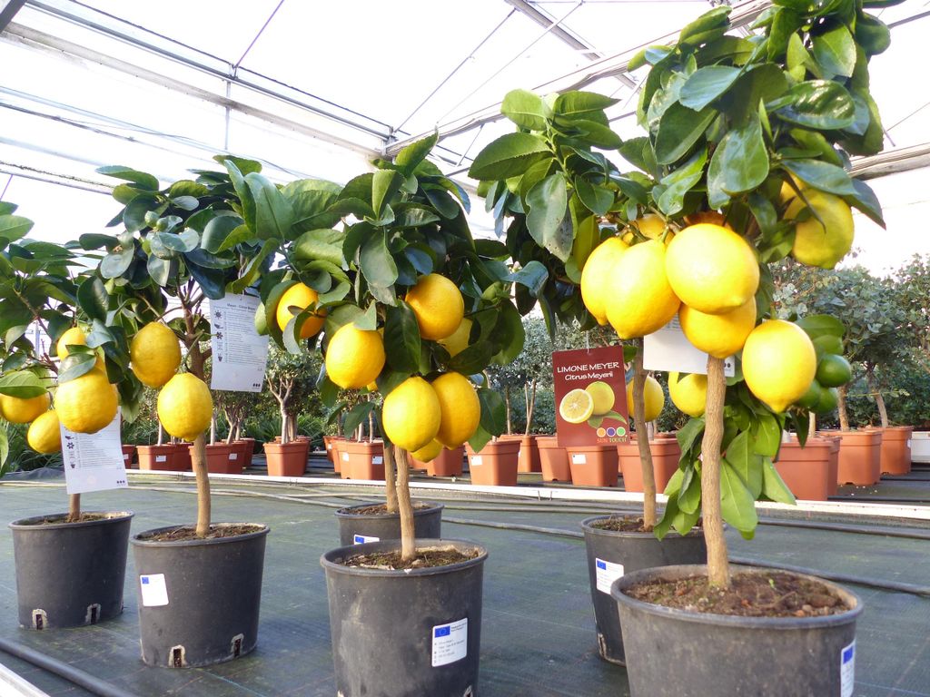 beste Sorte: Bonsai Meyer Meyerii Zitrone echter Produktbild 