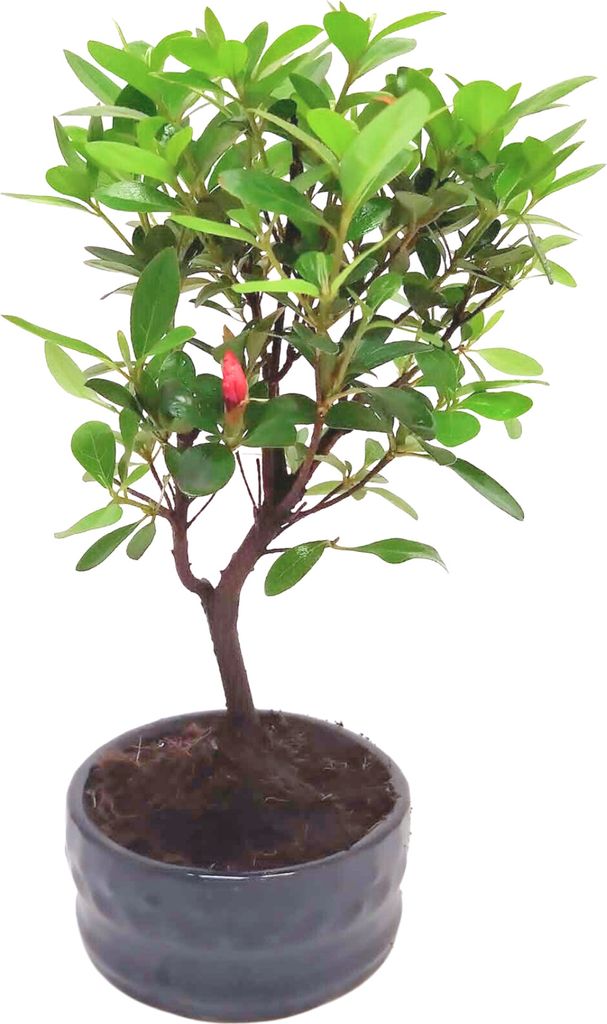 Bonsai Baum mit Keramik Blumentopf - Rhododendron - ca. 6 Produktbild 