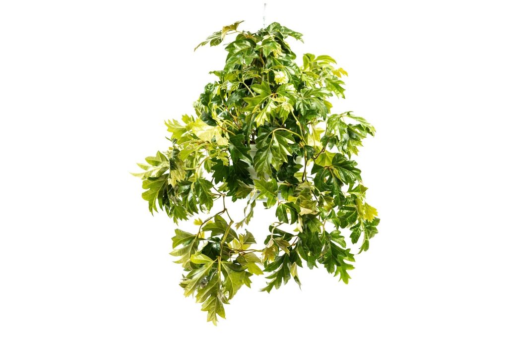 Gardners Cissus Ellen Danica - záves, priemer 17-19 cm Obrázok produktu 
