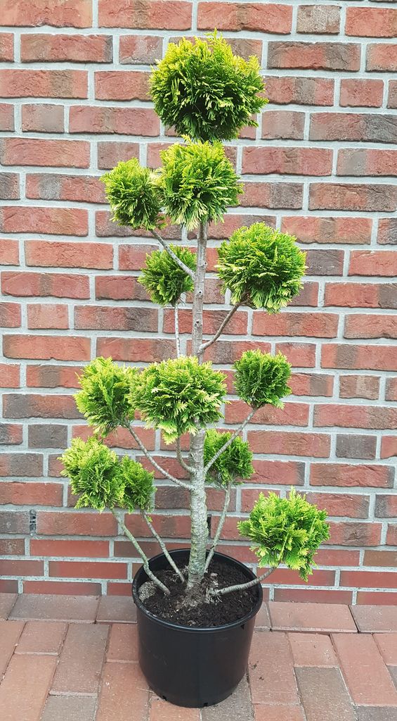 Gartenbonsai - Scheinzypresse, Chamaecyparis "Stardust" Höhe: 130-140 cm