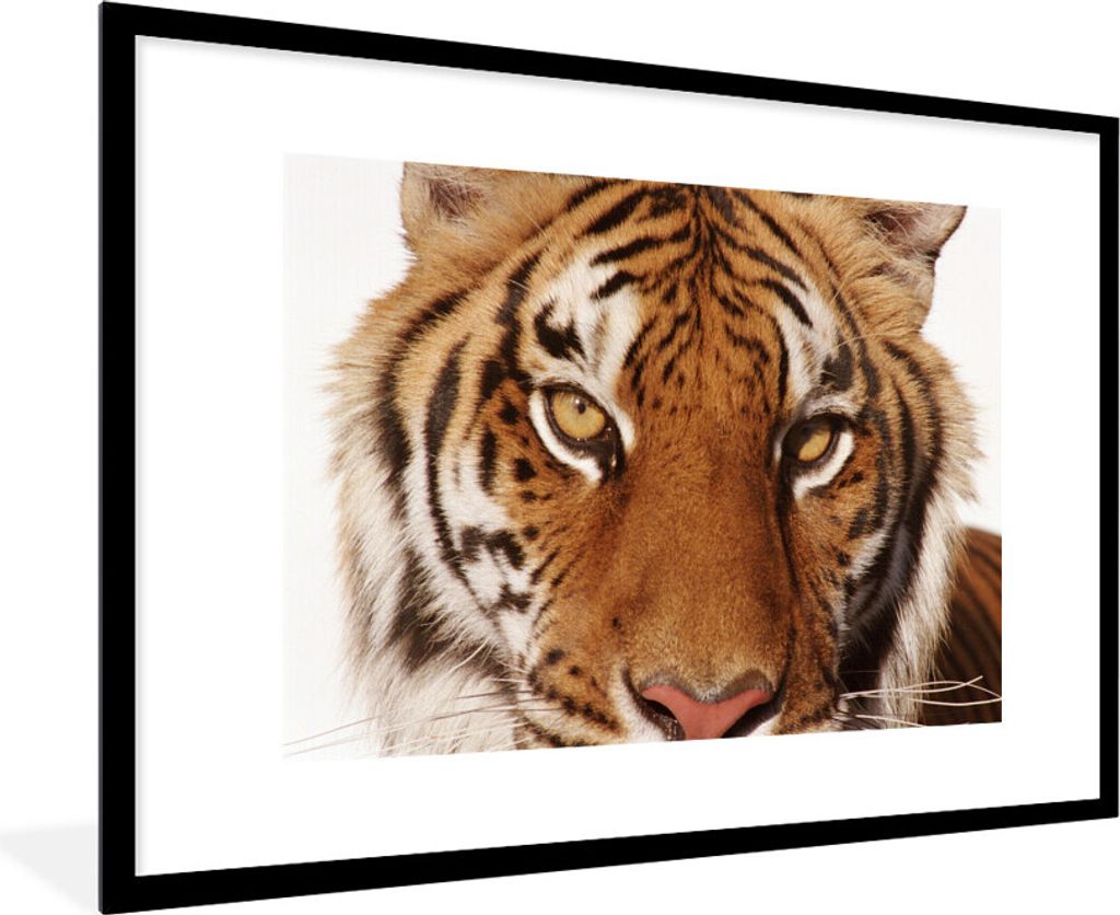 MuchoWow Gerahmtes Poster Porträt - Tiger - Tier 90x60 cm - Poster mit Schwarzem Bilderrahmen Wandposter Rahmen Foto Bilder - Wanddekoration - F...