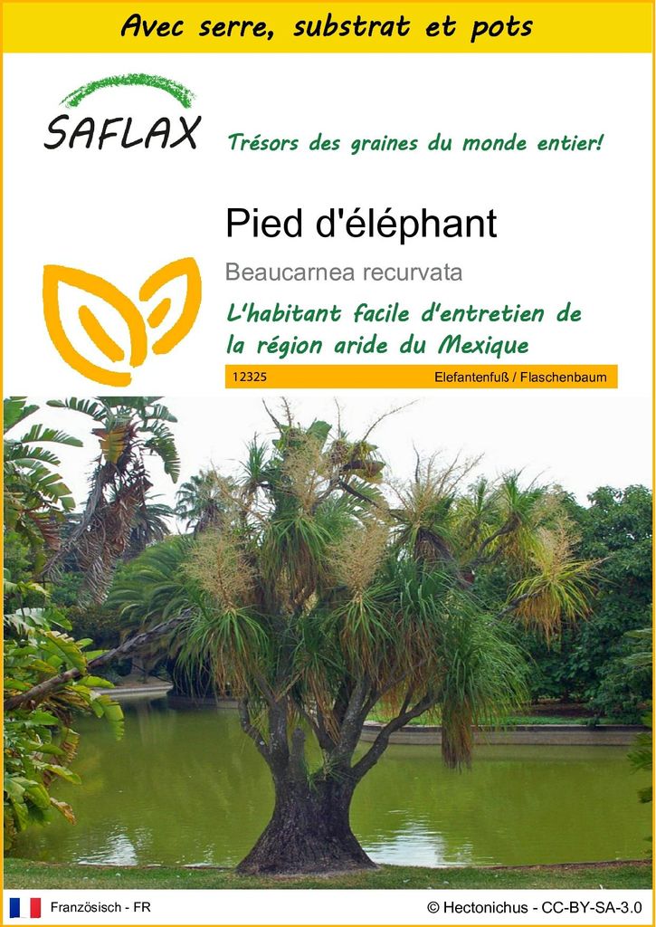 SAFLAX Ensemble de culture - Pied d'éléphant - 10 graines - Image du produit 