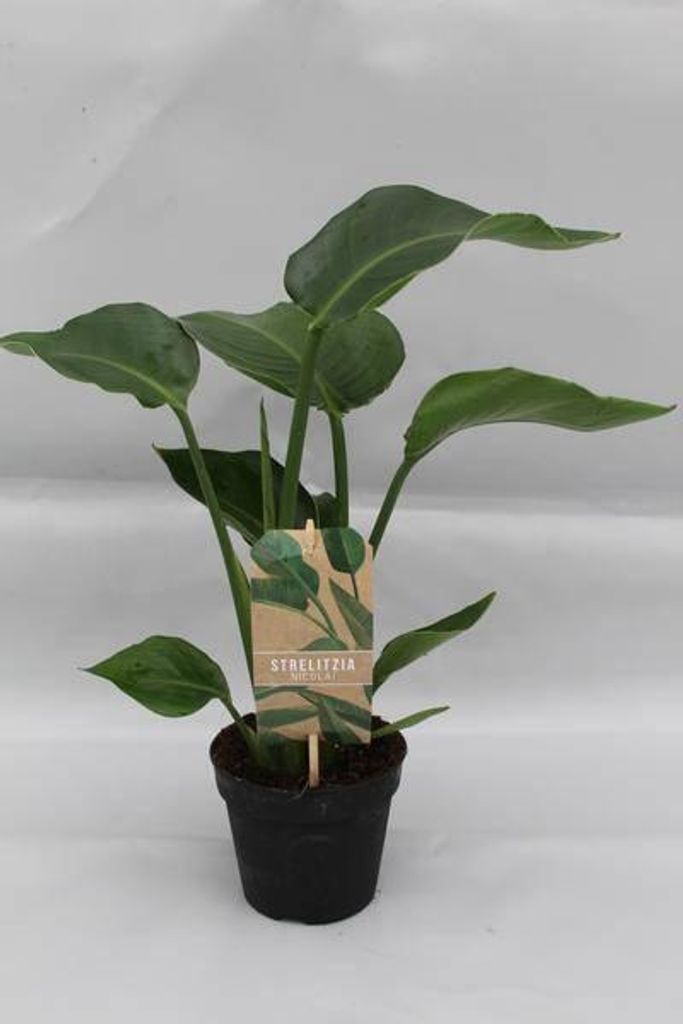 Strelitzia Nicolai Baumstrelitzie Ø13cm 35cm Exotische Zimmerpflanze