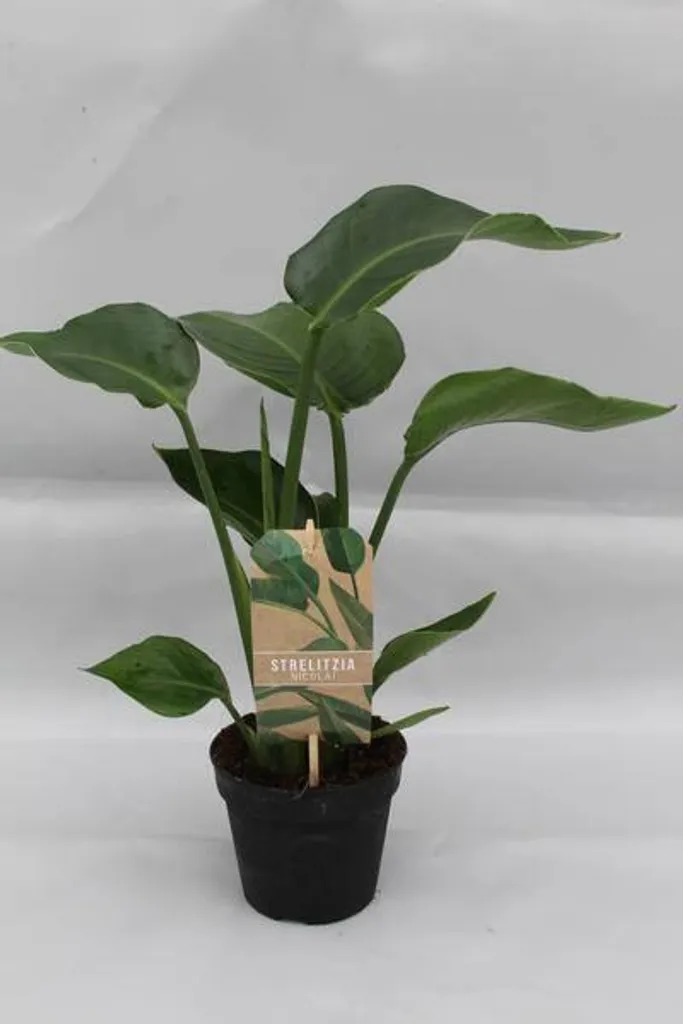Strelitzia Nicolai Exotique Ø 13 cm - Plante Verte Robuste et Déco