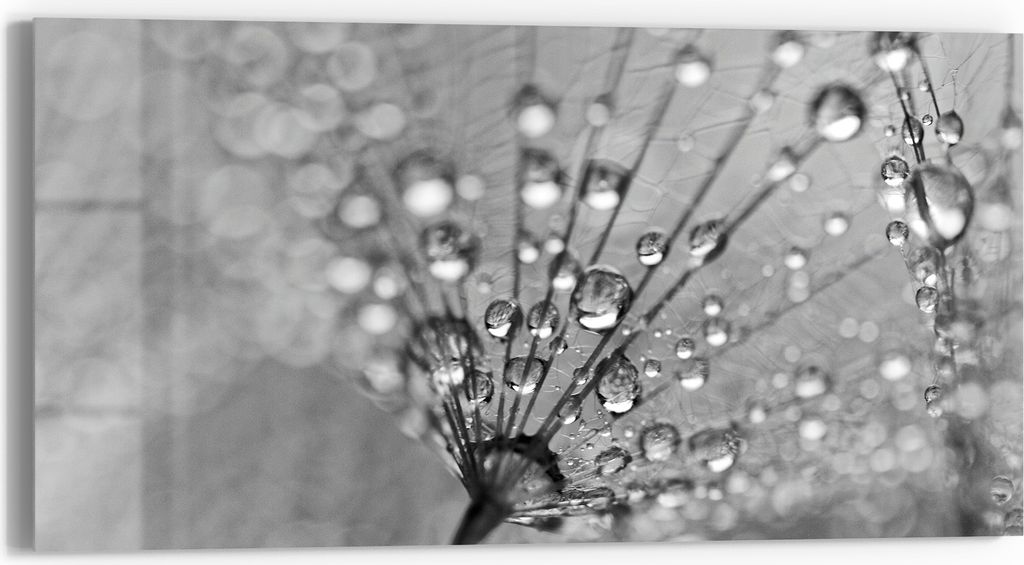 DEQORI Glasbild Echtglas 60x30 cm 'Magische Tautropfen' Wandbild Bild modern Deko