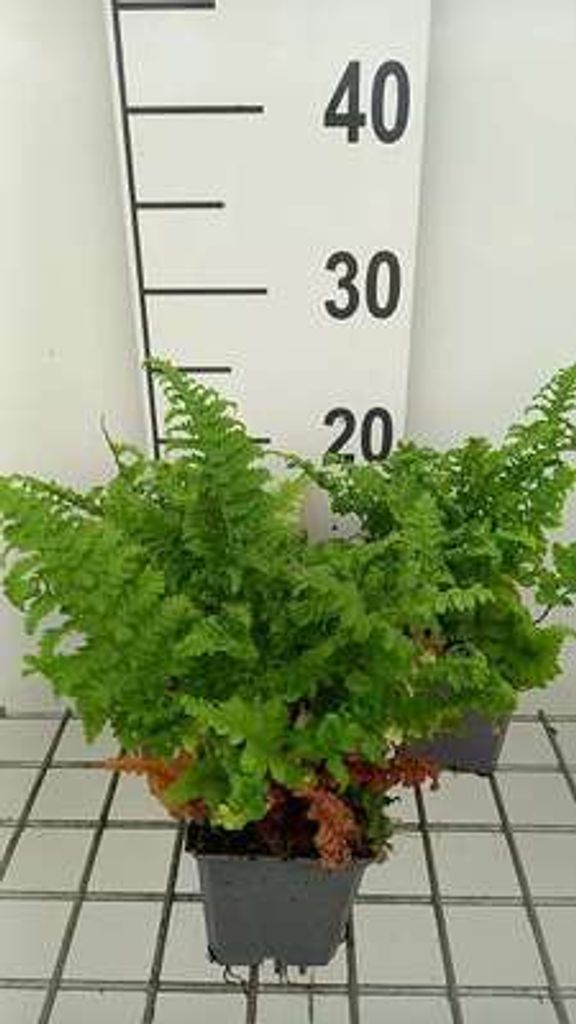 6 x Dryopteris f.-m. 'Crispa Cristata' - Paprotka zwyczajna Zdjęcie produktu 