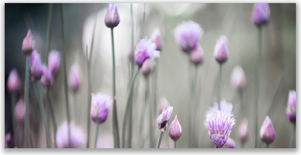 Tulup Leinwand-Bilder 120x60 Wandbild Canvas Kunstdruck Blumen Pflanzen