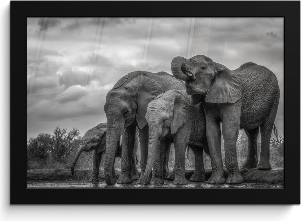MuchoWow MuchoWow Gerahmtes Poster Elefant - Tiere - Wasser - Schwarz und weiß 30x20 cm - Poster mit zchwarzem Bilderrahmen - Kunstdruck - Bil...