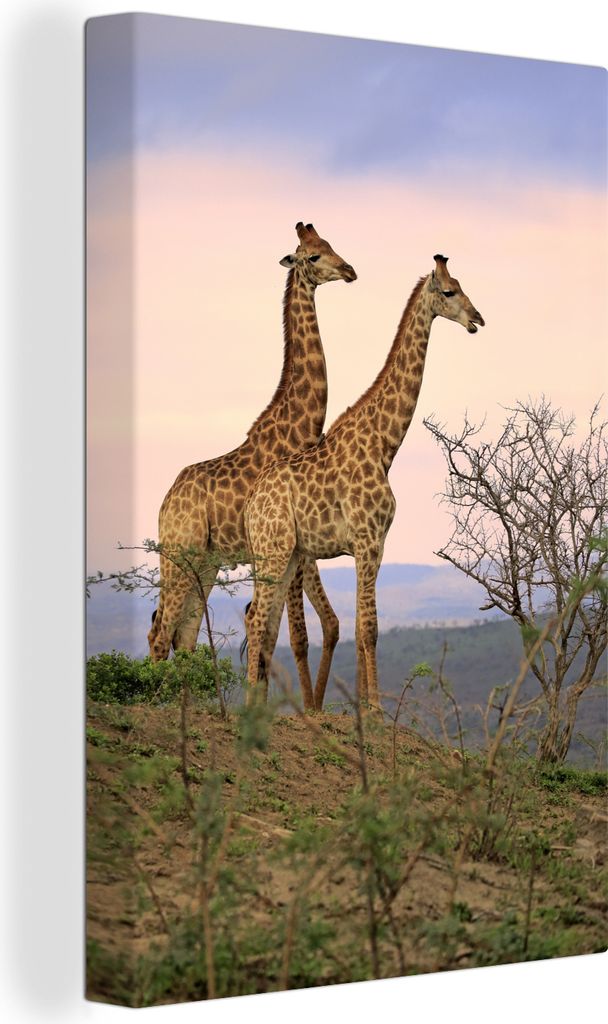 OneMillionCanvasses - Leinwandbilder - 90x140 cm, Giraffen - Himmel - Landschaft, Wandbilder Kunstdruck Wanddekoration - Foto auf Leinwand - Gem...
