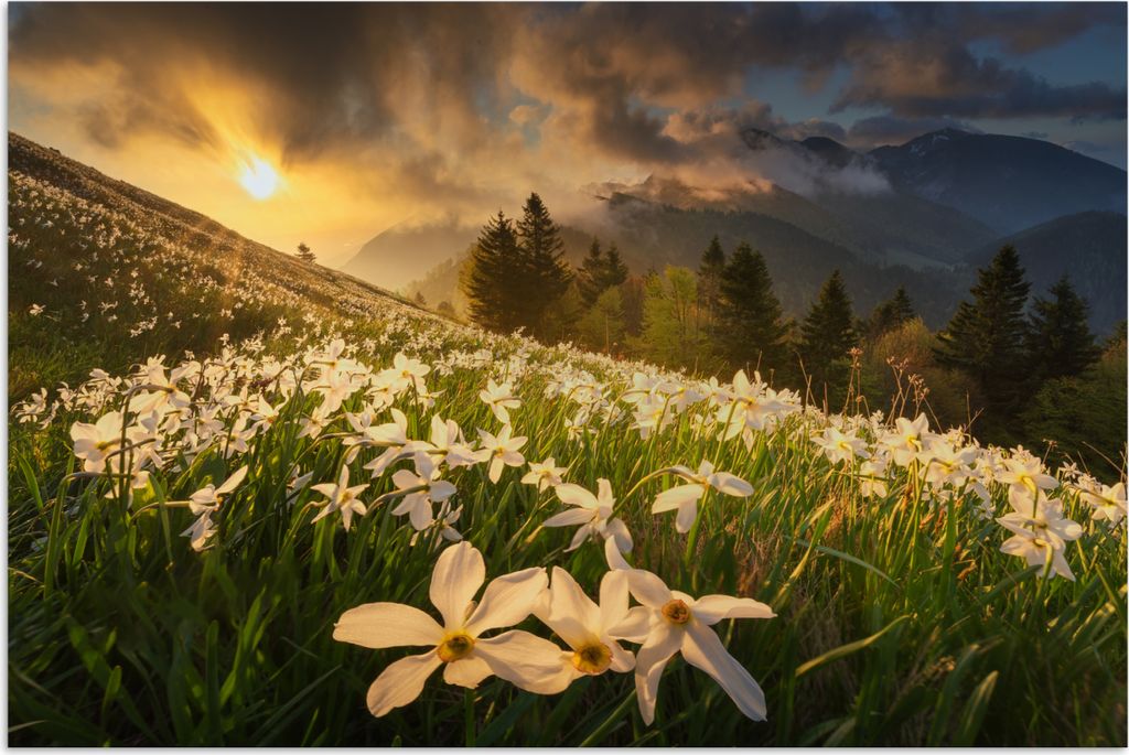 MuchoWow Poster Blumenfeld - Hügel - Sonnenuntergang - Berg - Natur - Weiß - Hügel 180x120 cm - Fotoplakat