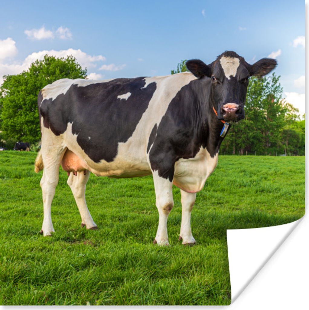 MuchoWow Poster Kuh - Gras - Tier 100x100 cm - Babyzimmer