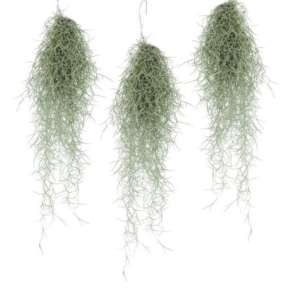 plant in a box - tillandsia usneoides - 3er set - spanisches moos -  zimmerpflanzen - luftpflanzen - höhe 25-40cm