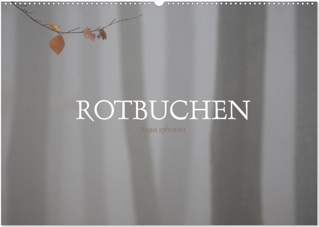 Rotbuchen (Wandkalender 2026 DIN A2 quer), CALVENDO Monatskalender