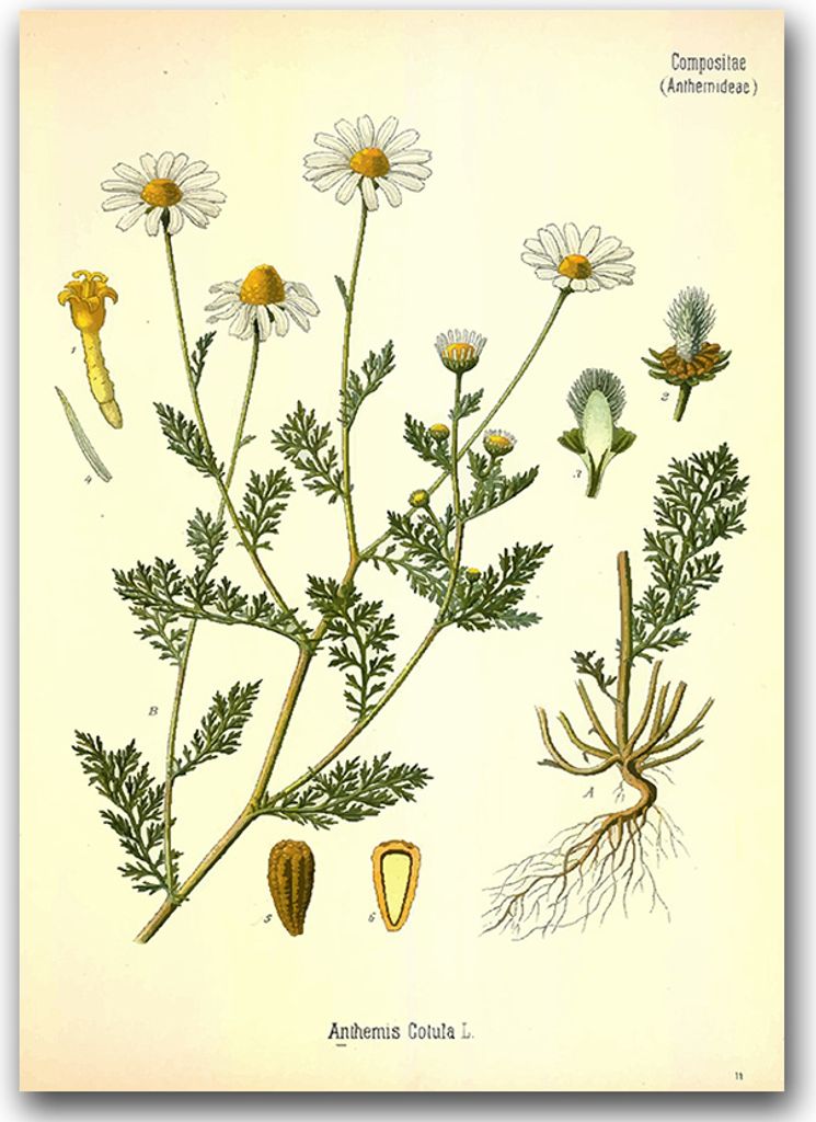 Poster - Canvas - Leinwand - 59,4 cm x 84,1 cm - Fotoposter - Leinwandkunst - Smelly botanische Kamille