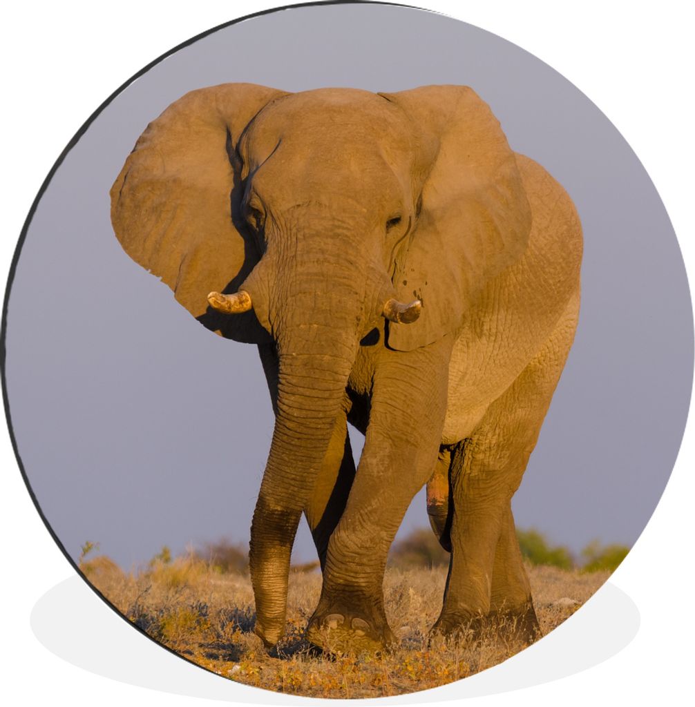 MuchoWow Aluminium Wandkreis Afrikanischer Elefant im Sand Ø 60 cm Wanddeko Modern Wohnzimmer - Wand Kreis - Wandbild - Schlafzimmer - Aluminium...