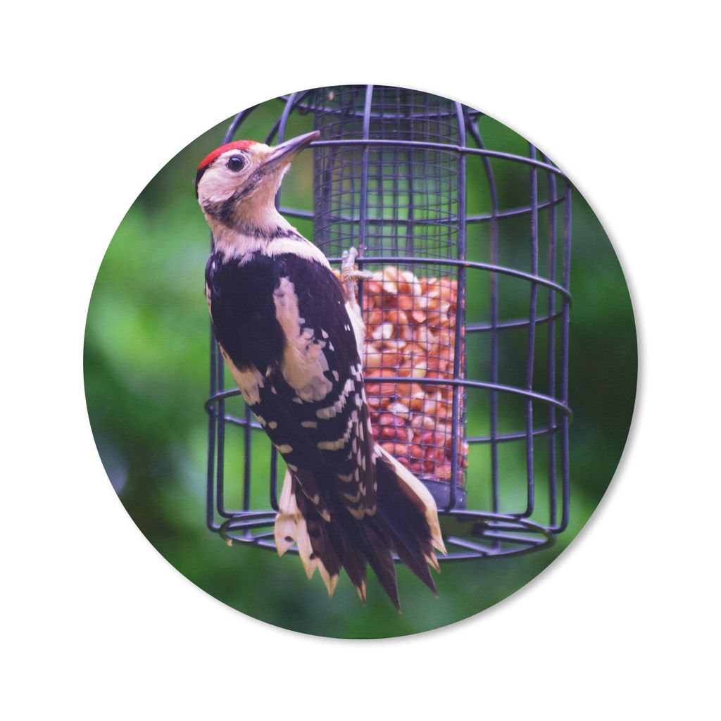 MuchoWow Mauspad Mousepad Ein junger Buntspecht füttert sich selbst 40x40 cm - Mousepads - Maus Mat - Pad - Mausunterlage - Schreibtisch Accesso...