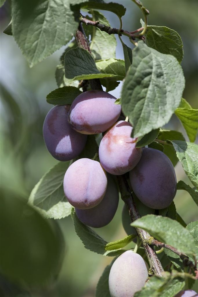 Prunus cerasifera 'Nigra', Zwergpflaume, dunkelrot, 60 cm Produktbild 