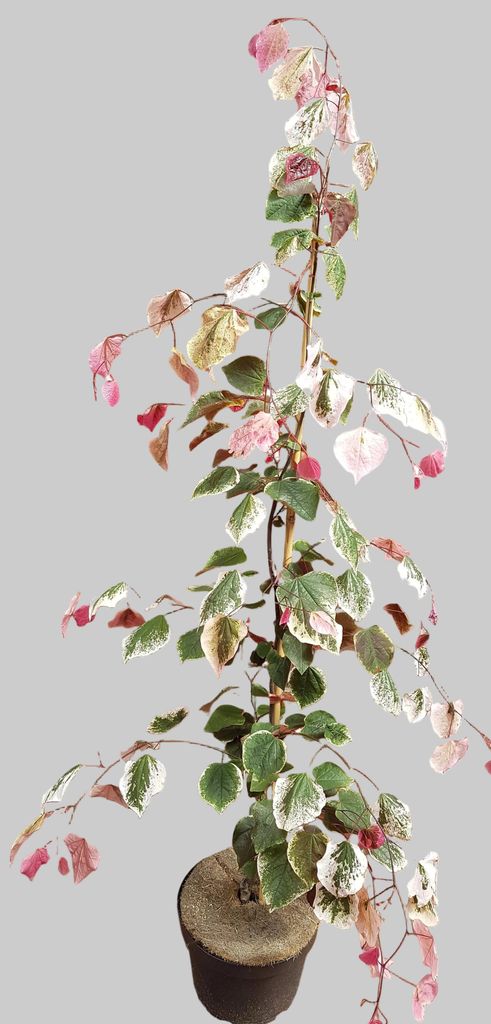Cercis canadensis 'Carolina Sweetheart'® 160-170 cm – Produktbild 