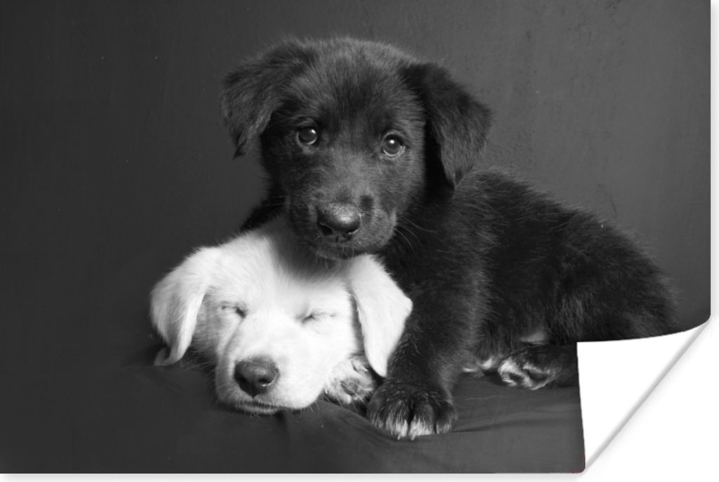 MuchoWow Poster Hunde - Welpe - Schwarz - Weiß - Tiere 180x120 cm - Fotoplakat