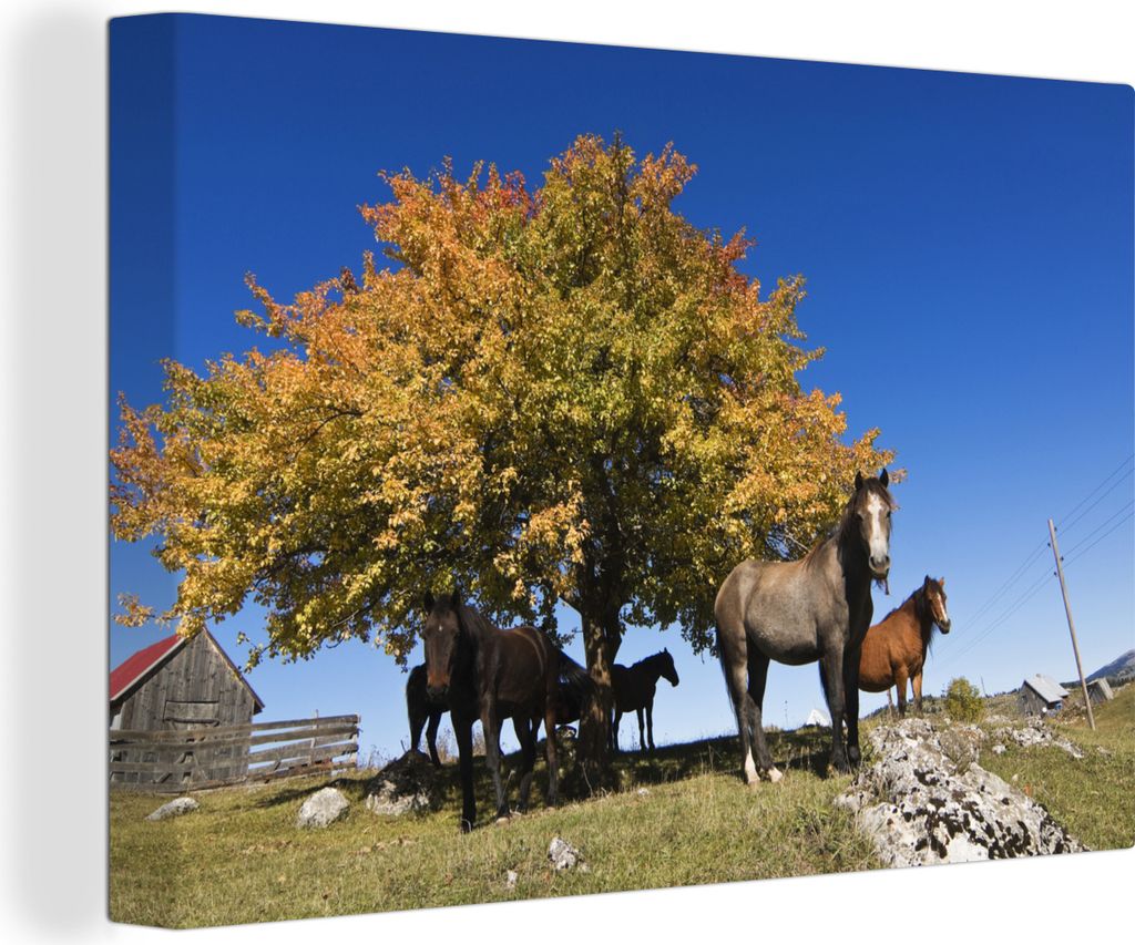 OneMillionCanvasses - Leinwandbilder - 140x90 cm, Pferde in der Nähe eines Baumes im Durmitor-Nationalpark, Monte, Wandbilder Kunstdruck Wanddek...