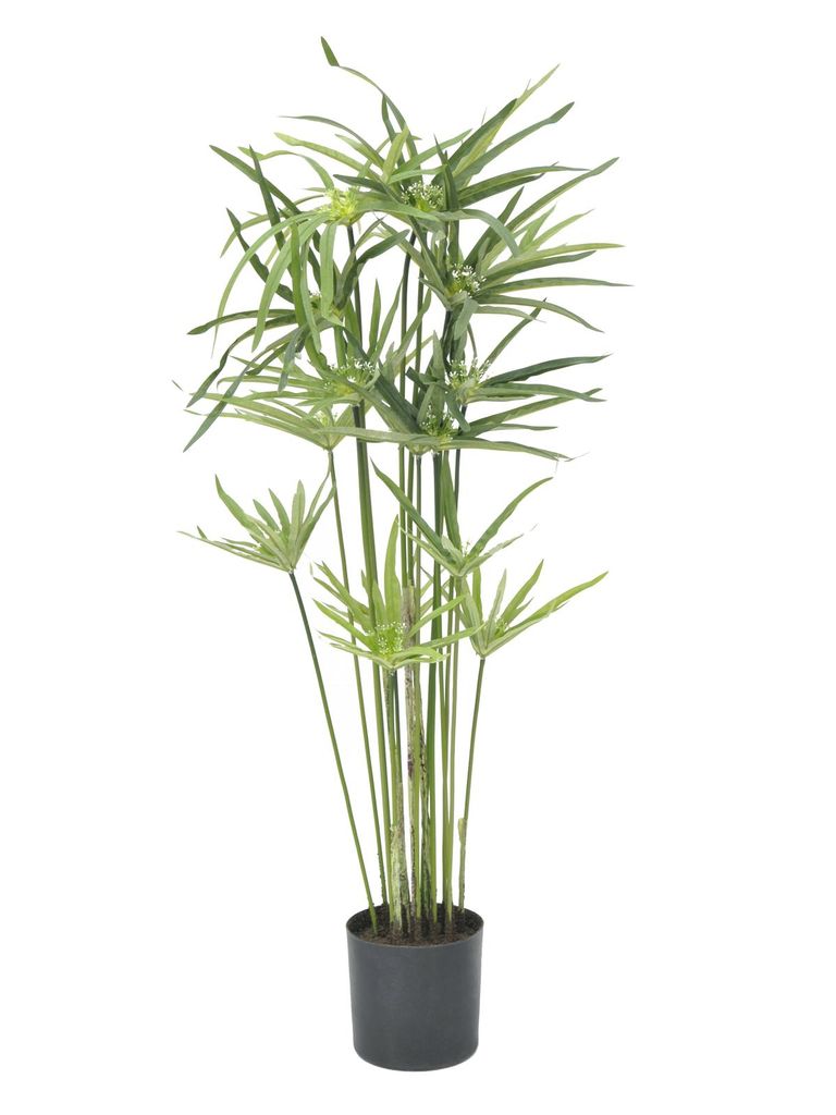 EUROPALMS Zyperngras, künstlich,76cm (82600138)