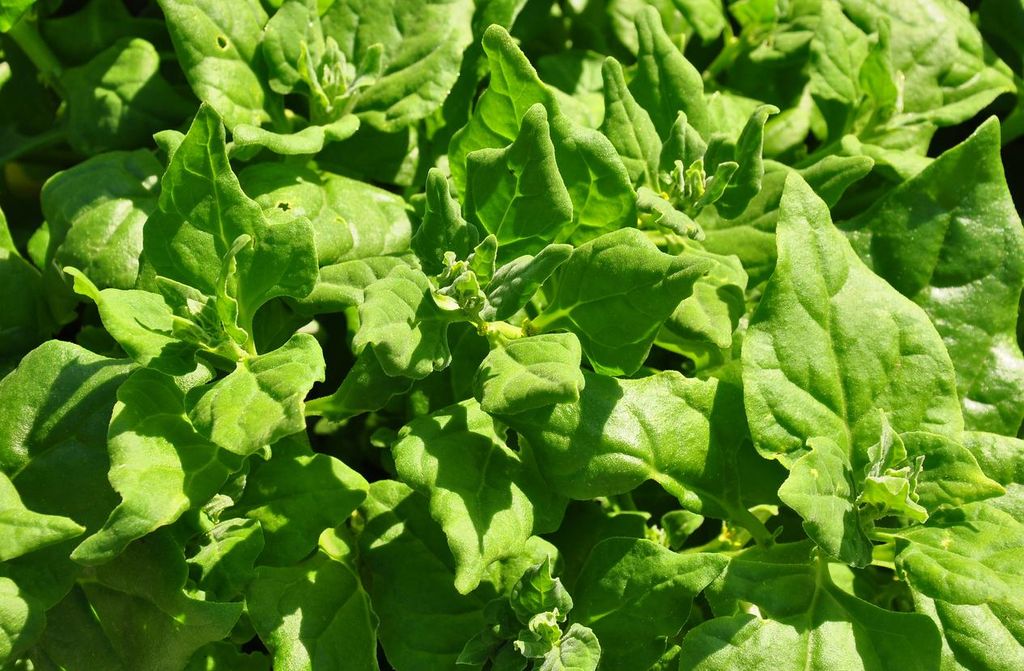 100 Samen Neuseeländischer Spinat – Robustes Sommergemüse für Garten, Hochbeet & Balkon – Ertragreicher Sommerspinat