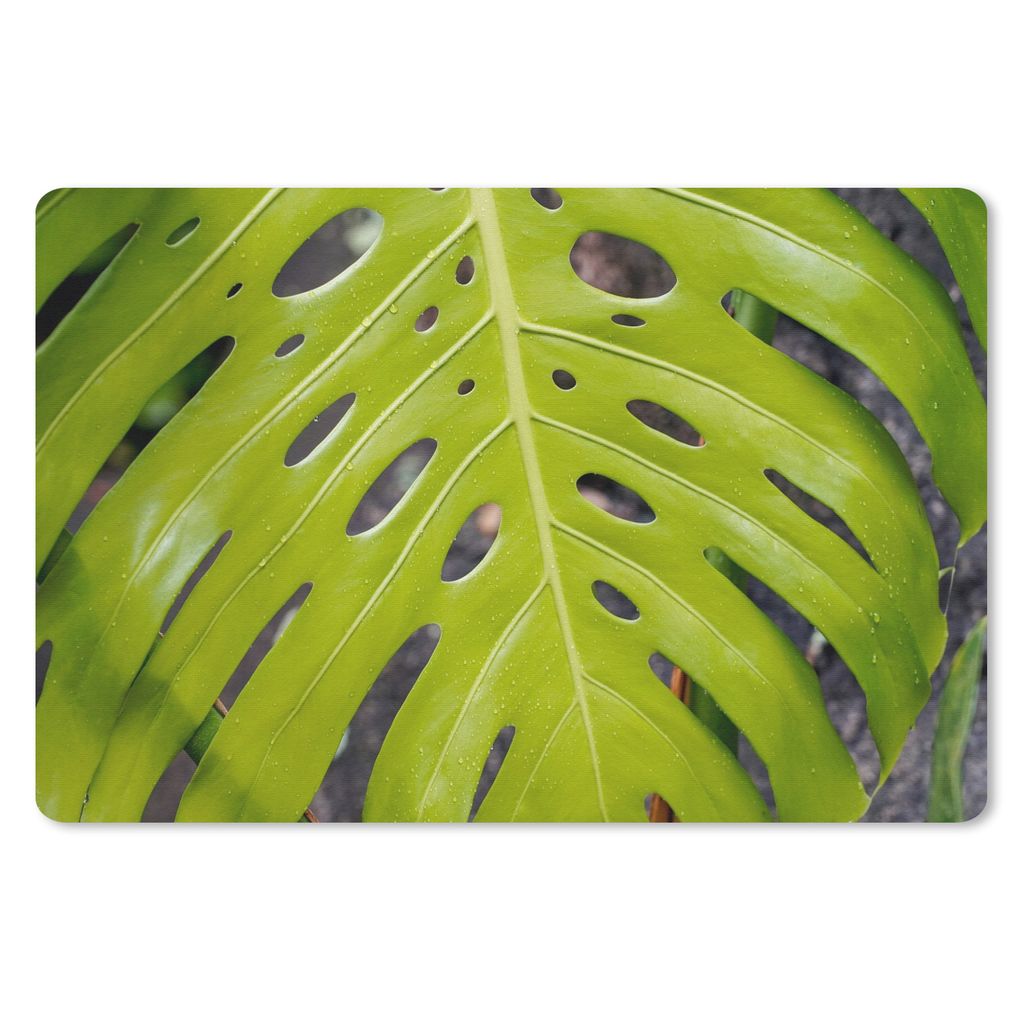 MuchoWow Schreibtischunterlage Großes botanisches Blatt der Lochpflanze 60x40 cm - XXL Mauspad - Großes Mauspad