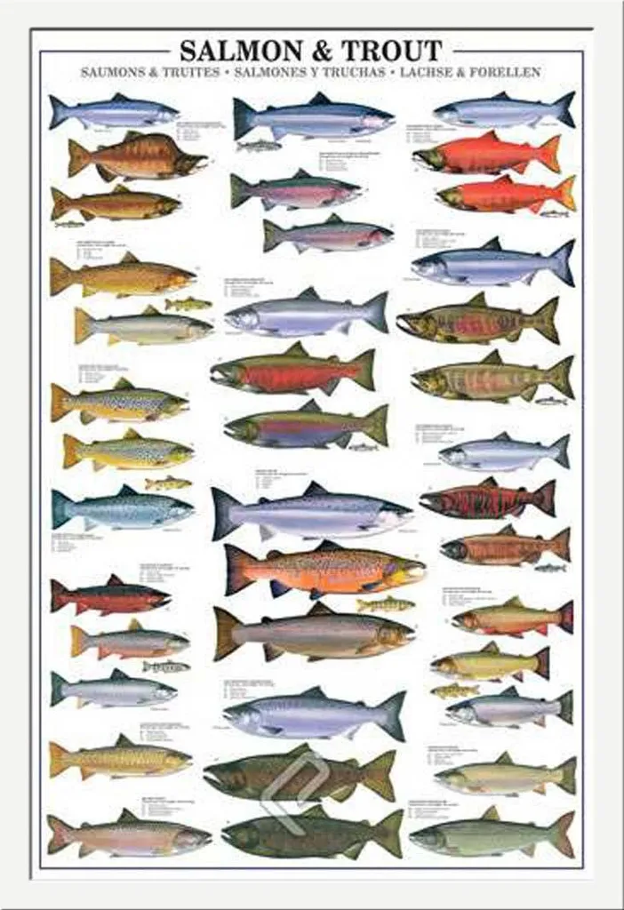 Décoration de Bureau Poster Salmonidés avec Cadre Blanc Maxi Shinsuke Pro
