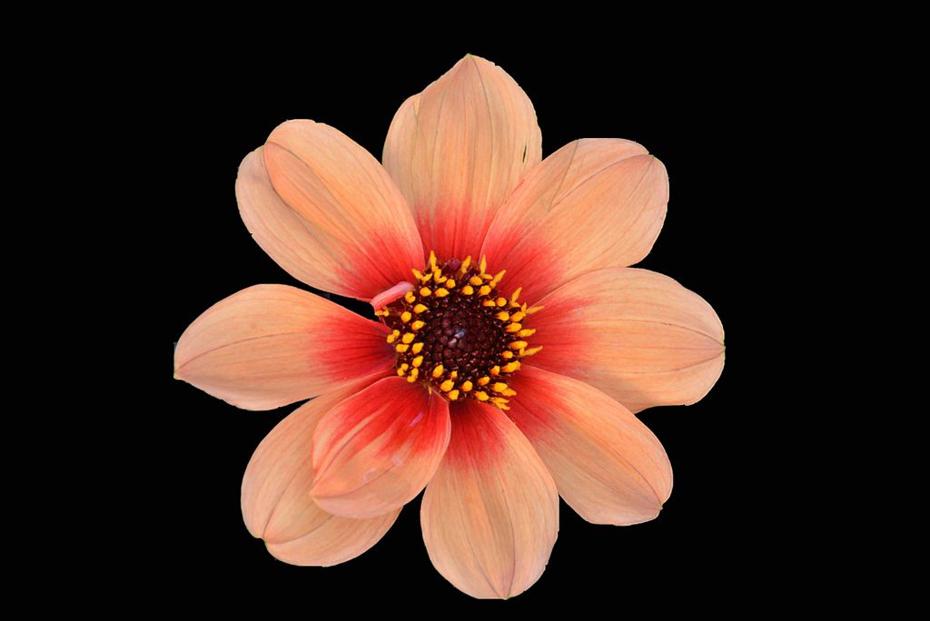 hansepuzzle 23833 - Blume Puzzle, 2000 Teile, Natur, 90,0 x 60,0cm mit hochwertiger Aufbewahrung, Kartonbox und wiederverschließbarem Beutel