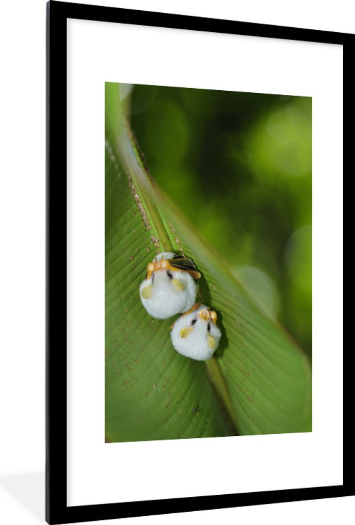 MuchoWow MuchoWow Gerahmtes Poster Weiße Fledermäuse auf grünem Blatt 60x90 cm - Poster mit zchwarzem Bilderrahmen - Dekoration - Wandposter...
