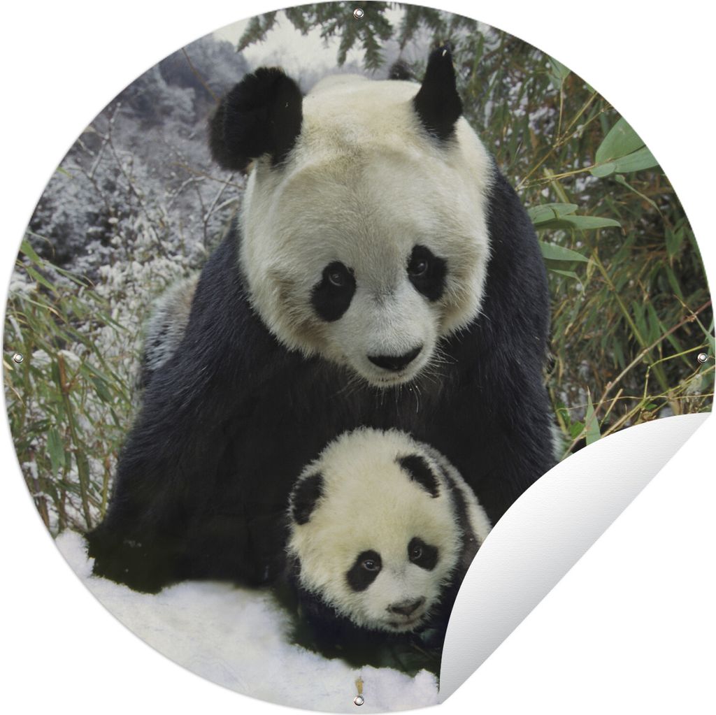 MuchoWow Gartenposter Outdoor-Poster Rund Panda - Jungtier - Schnee Ø 60 cm Gartendeko Rundes Poster draußen