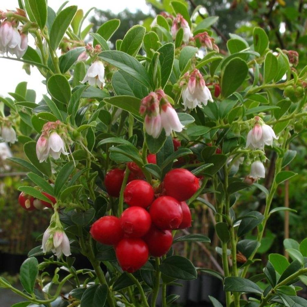A close-up of a lingonberry plant with ripe red berries and white and pink flowers.