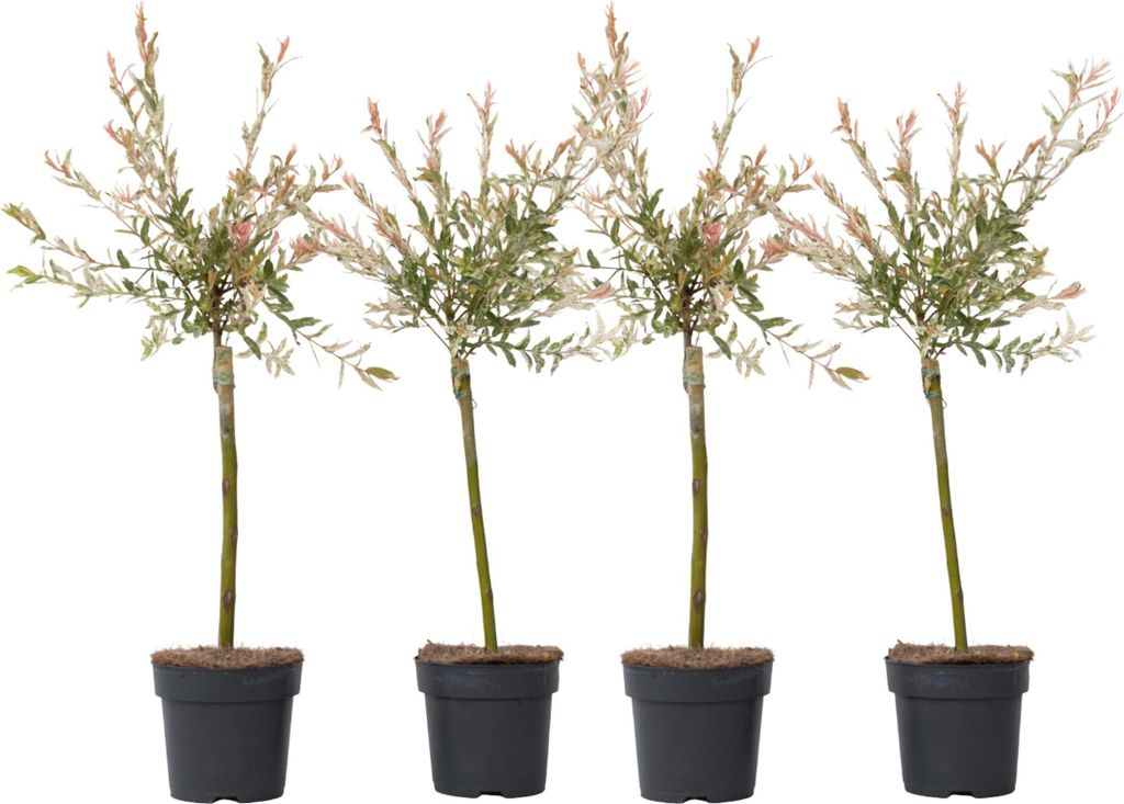 Saule crevette - Set de 4 - Salix integra 'Flamingo' - Image du produit 