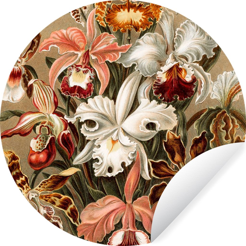 MuchoWow Runde Wandtattoo - Wandsticker Tapete Aufkleber Orchidee - Ernst Haeckel Ø 100 cm Selbstklebend und Repositionierbar - Wandaufkleber - ...