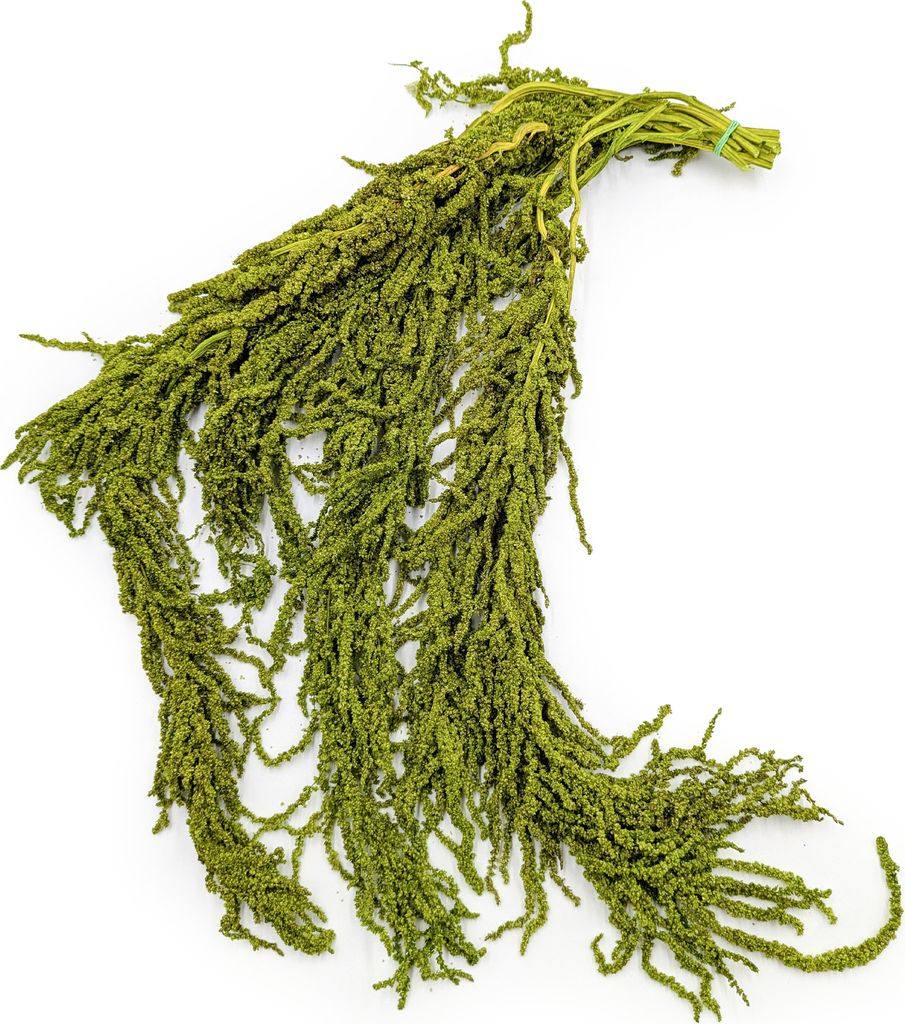 Stabilisiertes Amaranth - Amaranth - Hellgrün