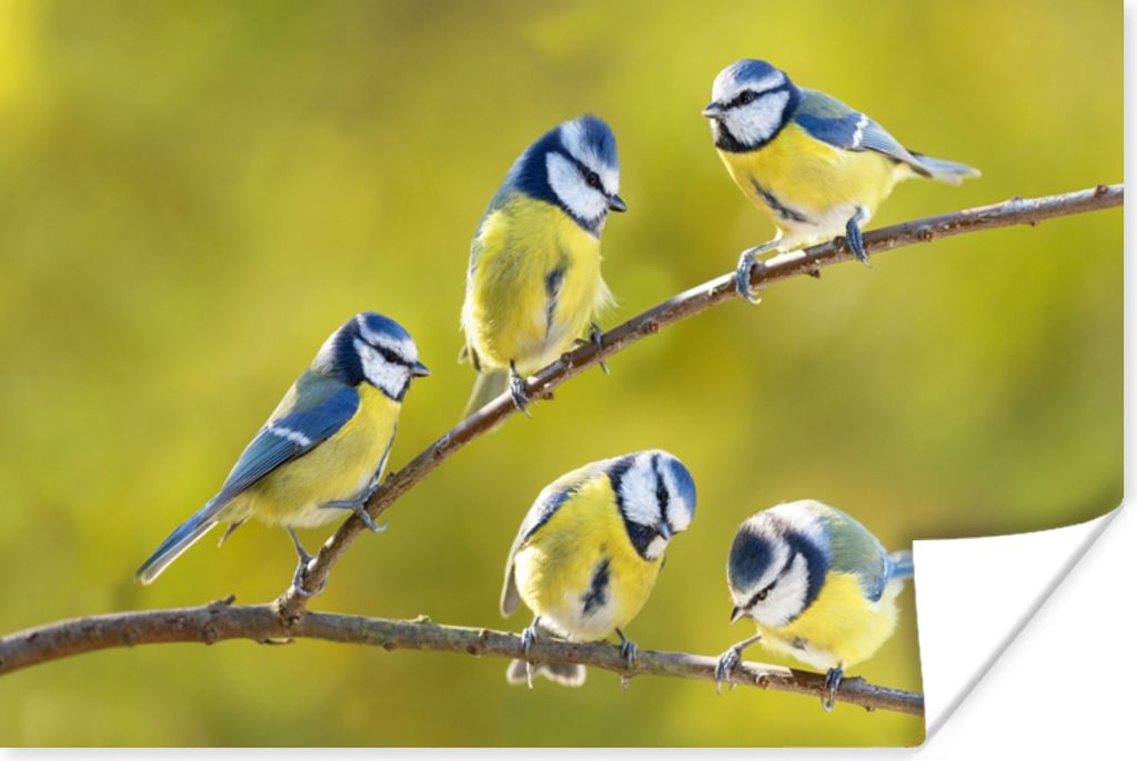 MuchoWow Poster Vogel - Blaumeise - Äste - Sonne 180x120 cm - Fotoplakat