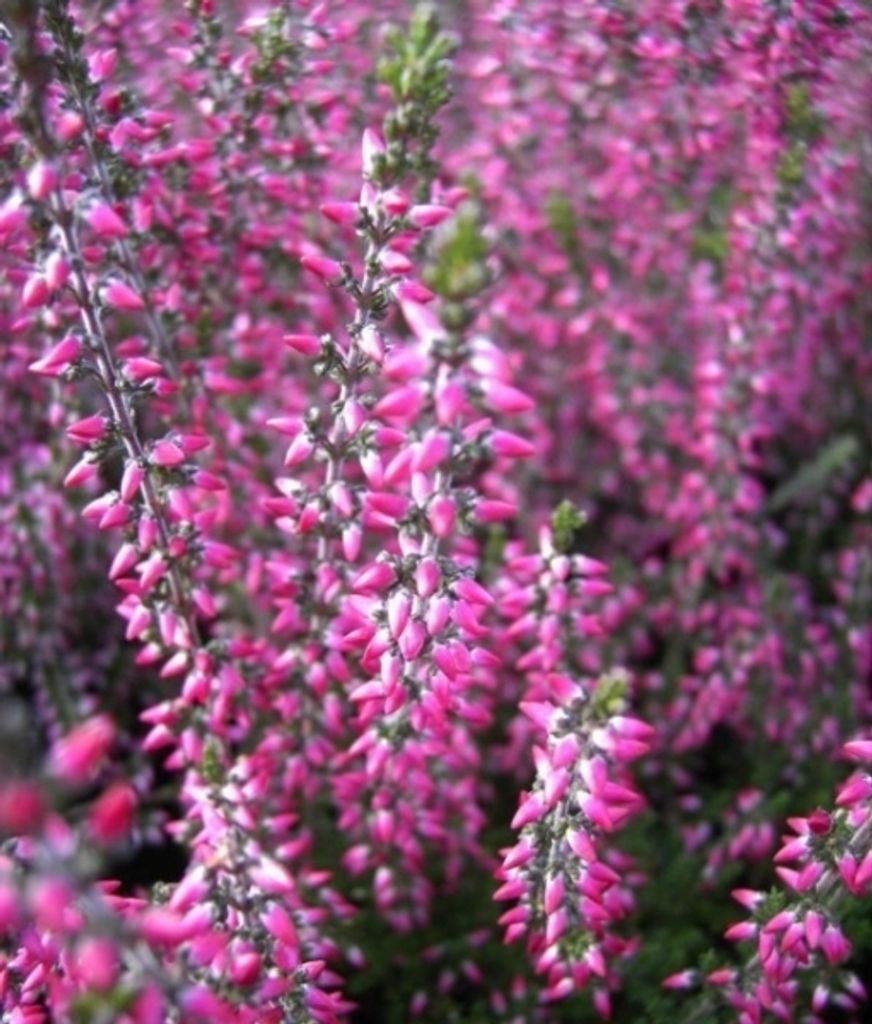 Calluna vulgaris Red River - Sommerheide - 5-Stück