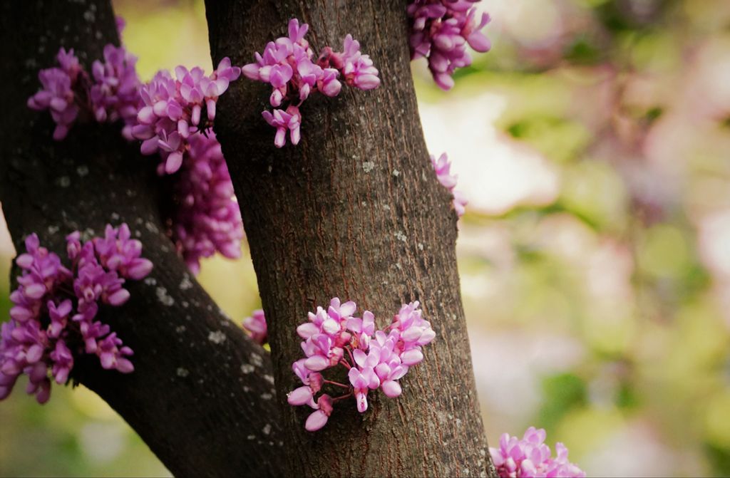 hansepuzzle 71868 - Baum Puzzle, 500 Teile, Natur, 46,0 x 30,0cm mit hochwertiger Aufbewahrung, Kartonbox und wiederverschließbarem Beutel