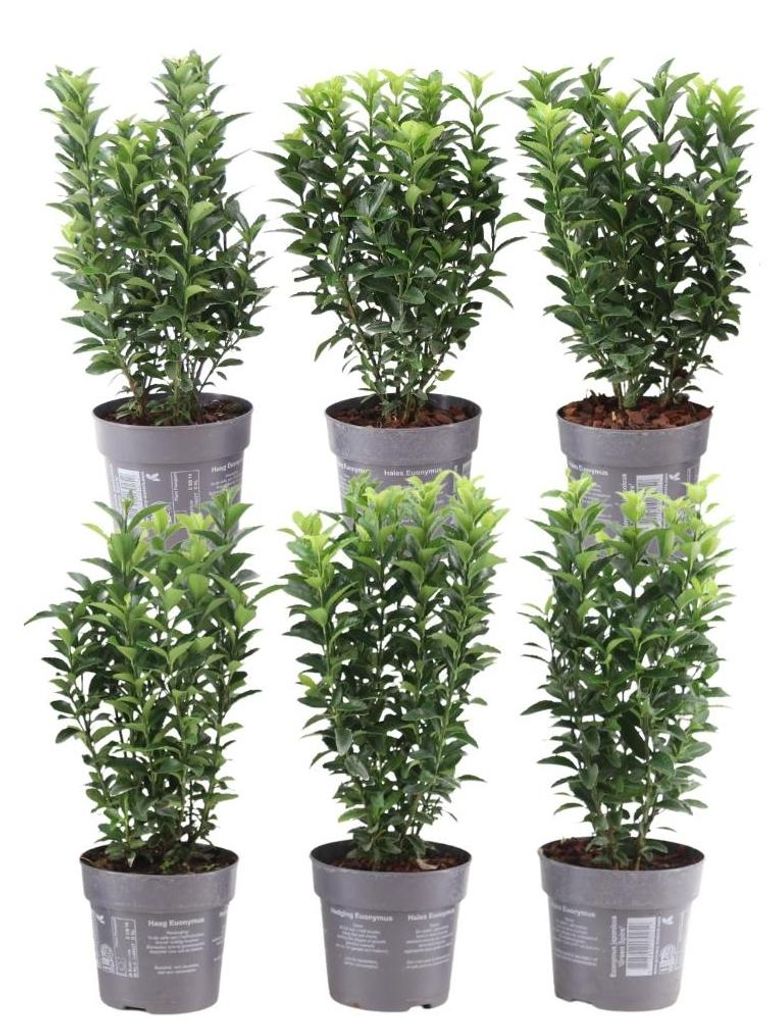 Plants by Frank | Grüne Spindelstrauch Hecke | Euonymus Produktbild 