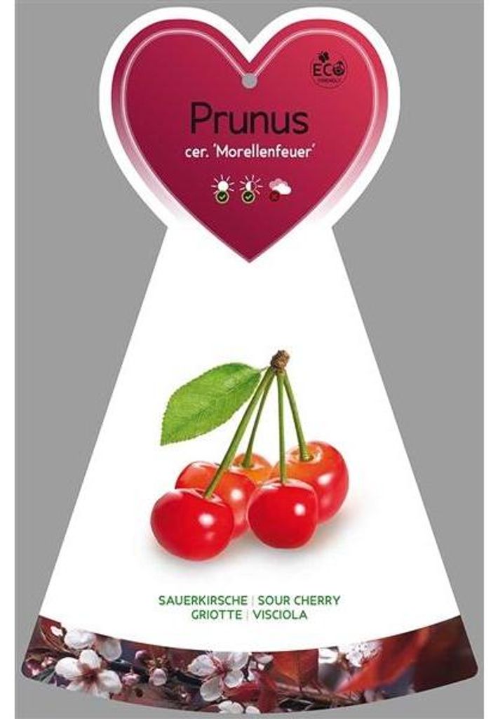 Prunus cerasus 'Morellenfeuer' ca. 120 cm- Sauerkirsche Produktbild 